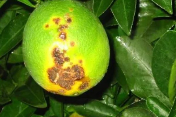 柑橘黄化的原因与解决方法,可能是缺乏元素或病虫害所致