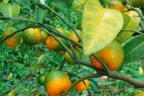 柑橘黄化的原因与解决方法,可能是缺乏元素或病虫害所致