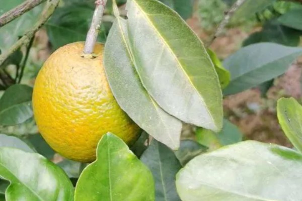 柑橘黄化的原因与解决方法,可能是缺乏元素或病虫害所致