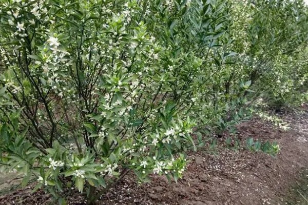 柑橘黄化的原因与解决方法,可能是缺乏元素或病虫害所致