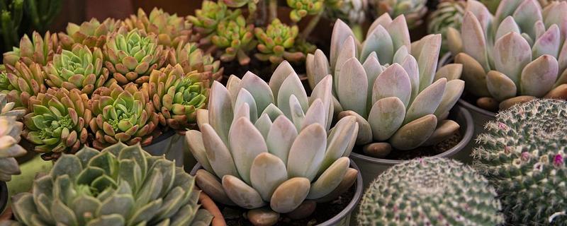 多肉烂茎如何解决，剪除腐烂发黑的部位、经过消毒后再移栽