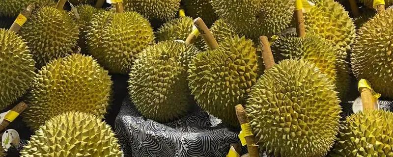 榴莲是不是喜阴植物，生长期间需要大量的光照