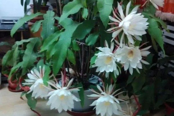 白露有什么代表性植物，昙花常用来比喻美好事物不持久