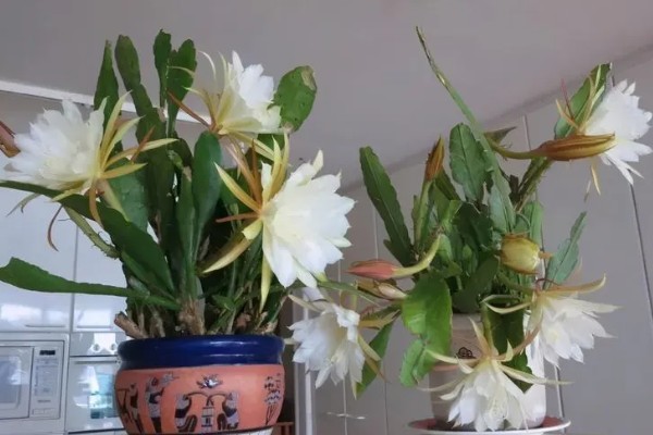 白露有什么代表性植物，昙花常用来比喻美好事物不持久