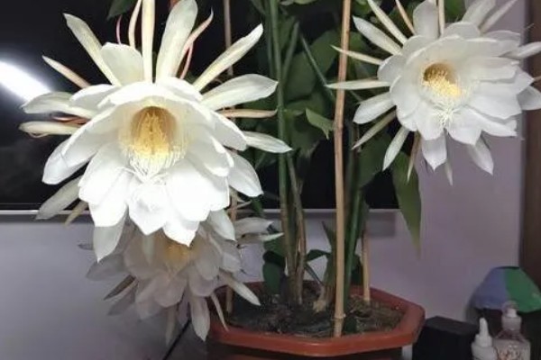 白露有什么代表性植物，昙花常用来比喻美好事物不持久