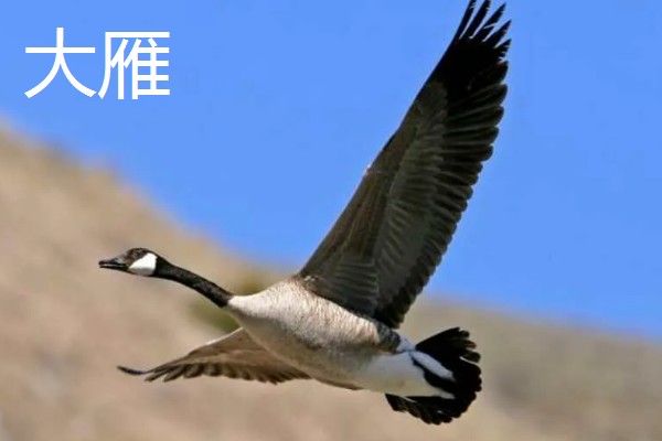 白露有什么代表性植物，昙花常用来比喻美好事物不持久