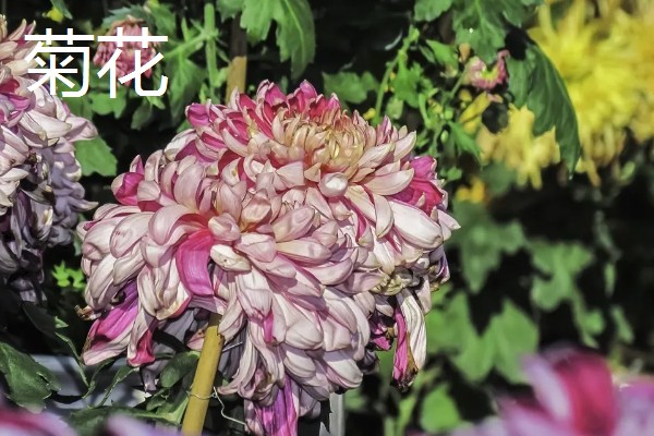 白露有什么代表性植物，昙花常用来比喻美好事物不持久
