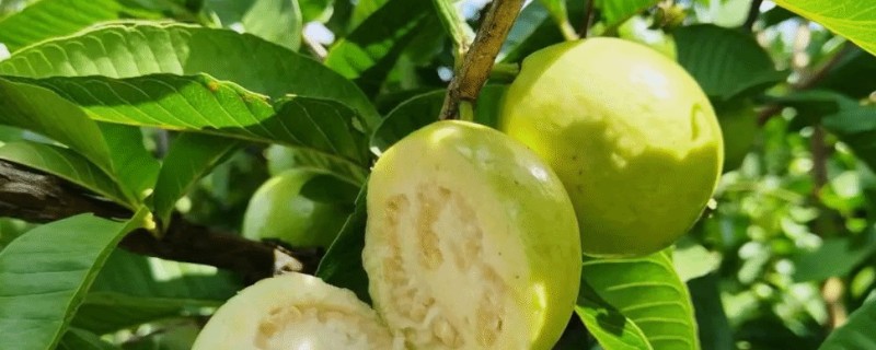 番石榴的常见病害及防治方法，常见的有叶枯病、太阳果病等