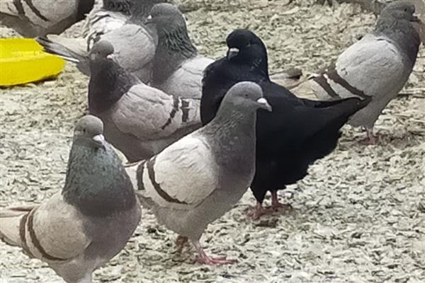 养鸽子的方法，针对不同阶段的养殖方法不同