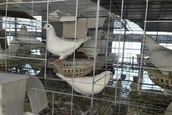 养鸽子的方法，针对不同阶段的养殖方法不同