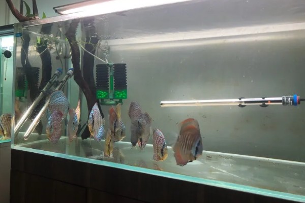 孔雀鱼要不要加热棒，最好安装一个加热棒
