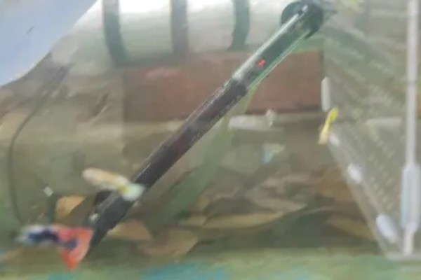孔雀鱼要不要加热棒，最好安装一个加热棒