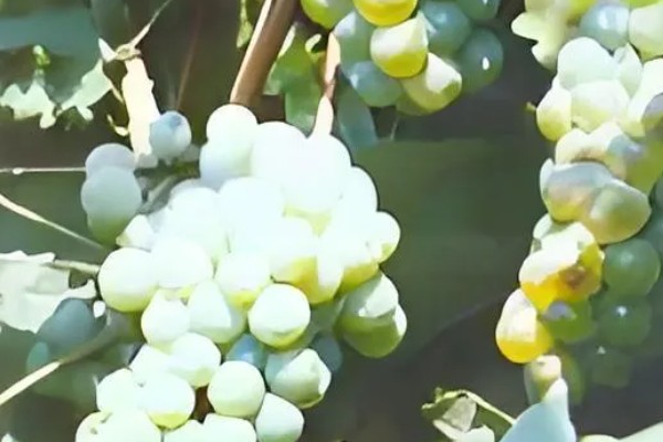 阿捷玫瑰葡萄的价格，批发价格在4.5元一斤