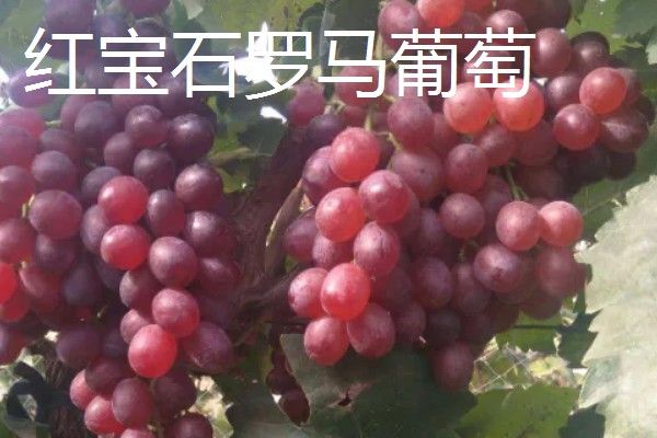 阿捷玫瑰葡萄的价格，批发价格在4.5元一斤