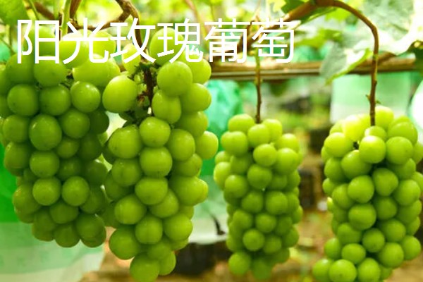 阿捷玫瑰葡萄的价格，批发价格在4.5元一斤