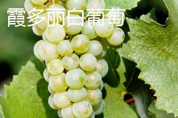 阿捷玫瑰葡萄的价格，批发价格在4.5元一斤