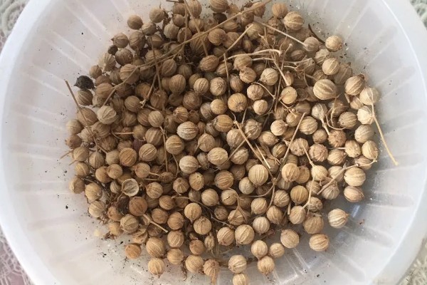香菜种子的催芽方法，可采用浸泡法、布袋法等