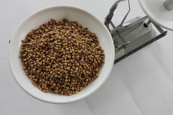 香菜种子的催芽方法，可采用浸泡法、布袋法等