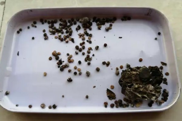 凤仙花如何栽培，在春季进行栽培