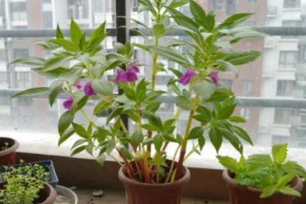 凤仙花如何栽培，在春季进行栽培