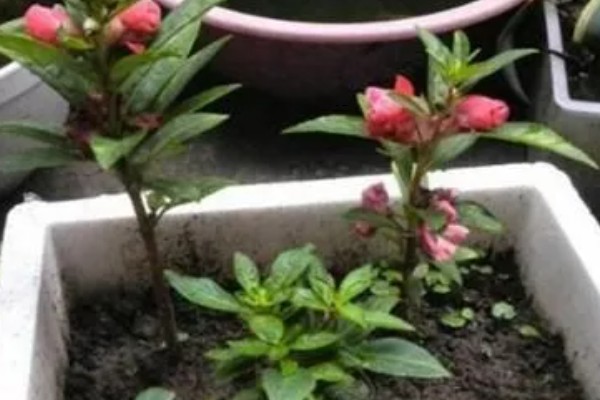 凤仙花如何栽培，在春季进行栽培