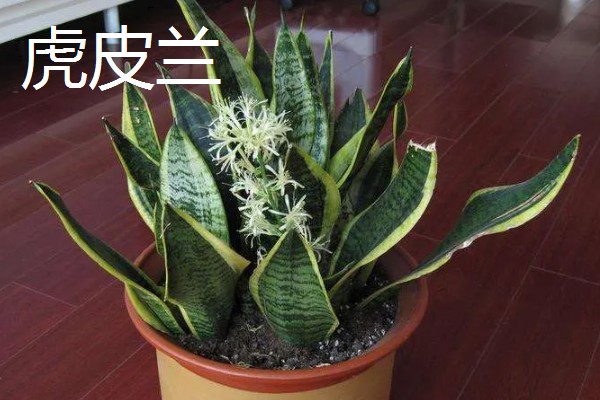 黄金兰和虎皮兰有什么区别，生长适温和外形均不同