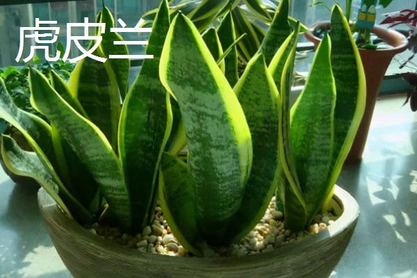 黄金兰和虎皮兰有什么区别，生长适温和外形均不同