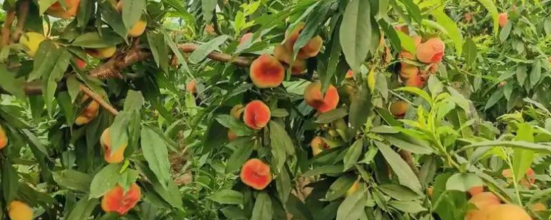 桃子的种类,常见的有水蜜桃、油桃等