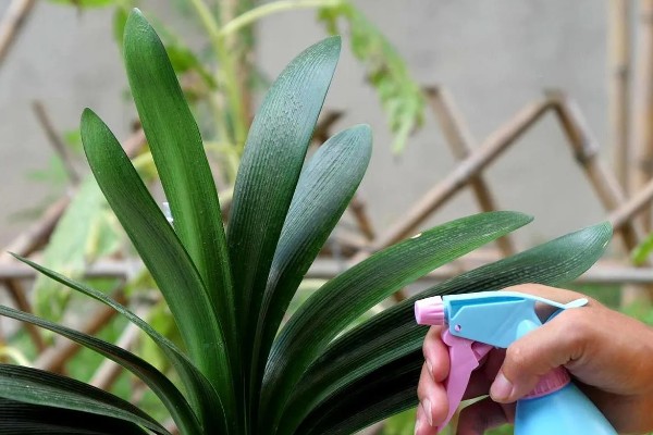 君子兰为何不长新叶，可能是缺少光照或养分、发生虫害等因素造成