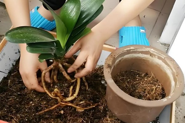 君子兰为何不长新叶，可能是缺少光照或养分、发生虫害等因素造成
