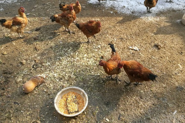家庭养鸡一般喂些什么，一般会喂食一些剩饭、玉米粉等