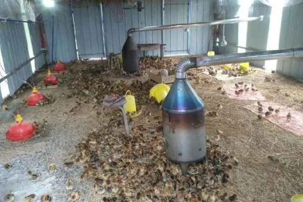 家庭养鸡一般喂些什么，一般会喂食一些剩饭、玉米粉等