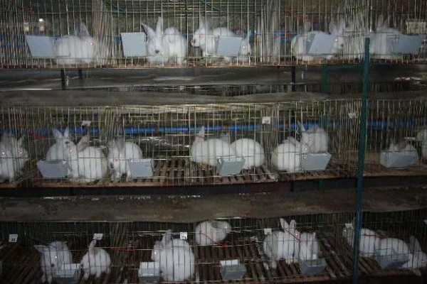 兔传染性鼻炎的预防方式，对刚引进的种兔需隔离1个月