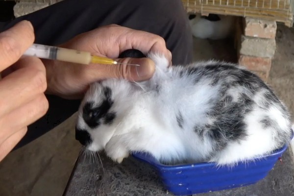 兔传染性鼻炎的预防方式，对刚引进的种兔需隔离1个月