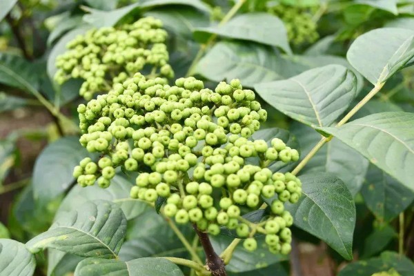 吴茱萸几年能收获，一般种植2-3年即可收获