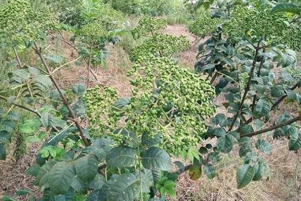 吴茱萸几年能收获，一般种植2-3年即可收获