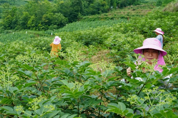吴茱萸几年能收获，一般种植2-3年即可收获