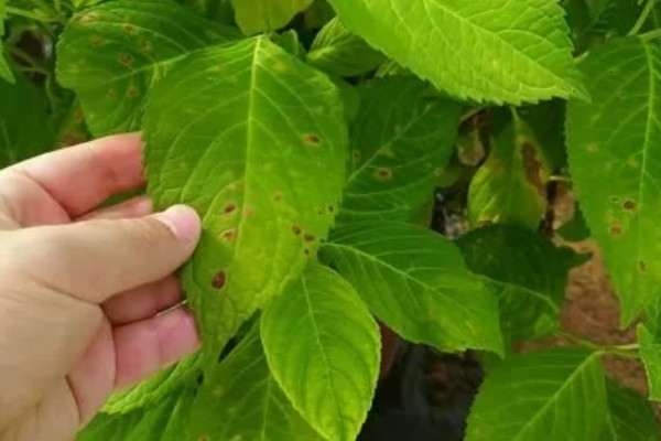 吴茱萸几年能收获，一般种植2-3年即可收获
