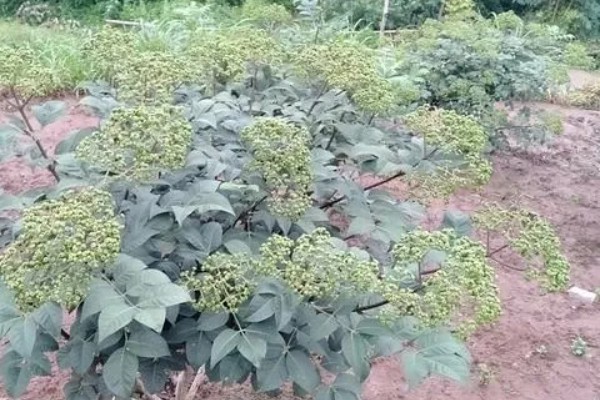 吴茱萸几年能收获，一般种植2-3年即可收获