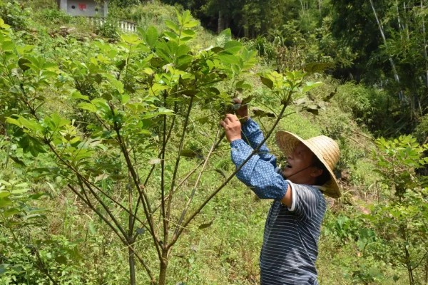 吴茱萸几年能收获，一般种植2-3年即可收获