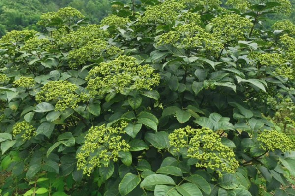 吴茱萸几年能收获，一般种植2-3年即可收获