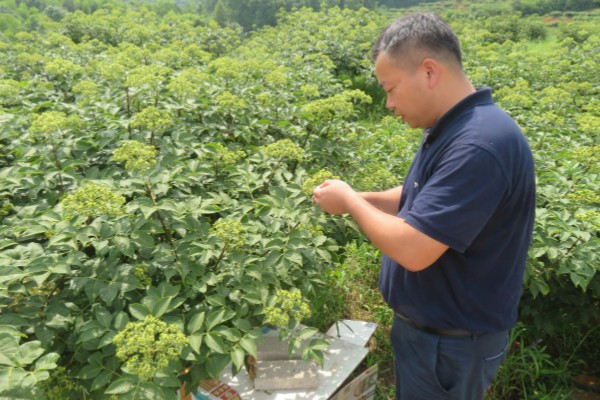 吴茱萸几年能收获，一般种植2-3年即可收获