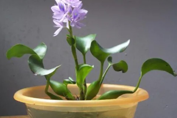 水葫芦能土养吗，水葫芦可以土养