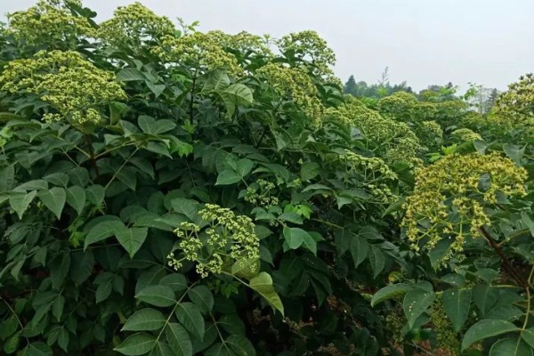 吴茱萸几年能收获，一般种植2-3年即可收获