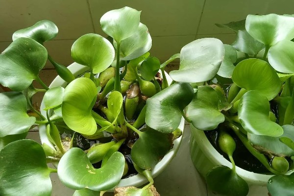 水葫芦能土养吗，水葫芦可以土养