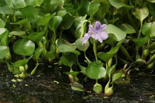 水葫芦能土养吗，水葫芦可以土养