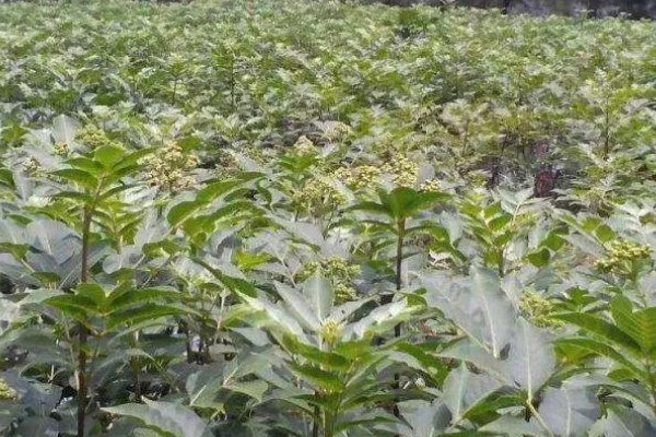 吴茱萸几年能收获，一般种植2-3年即可收获