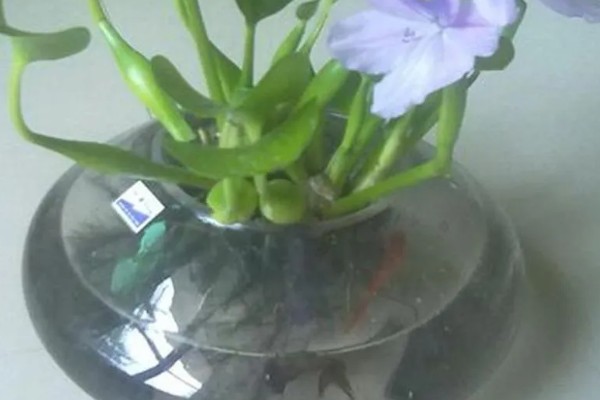 水葫芦能土养吗，水葫芦可以土养