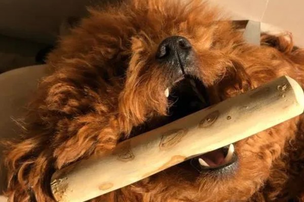 两个月的狗能吃磨牙棒吗，不建议吃