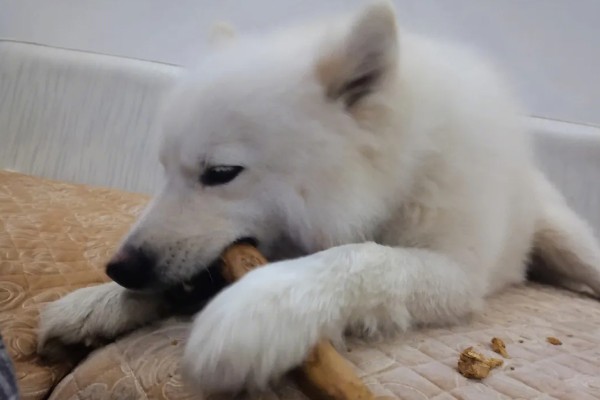 两个月的狗能吃磨牙棒吗，不建议吃
